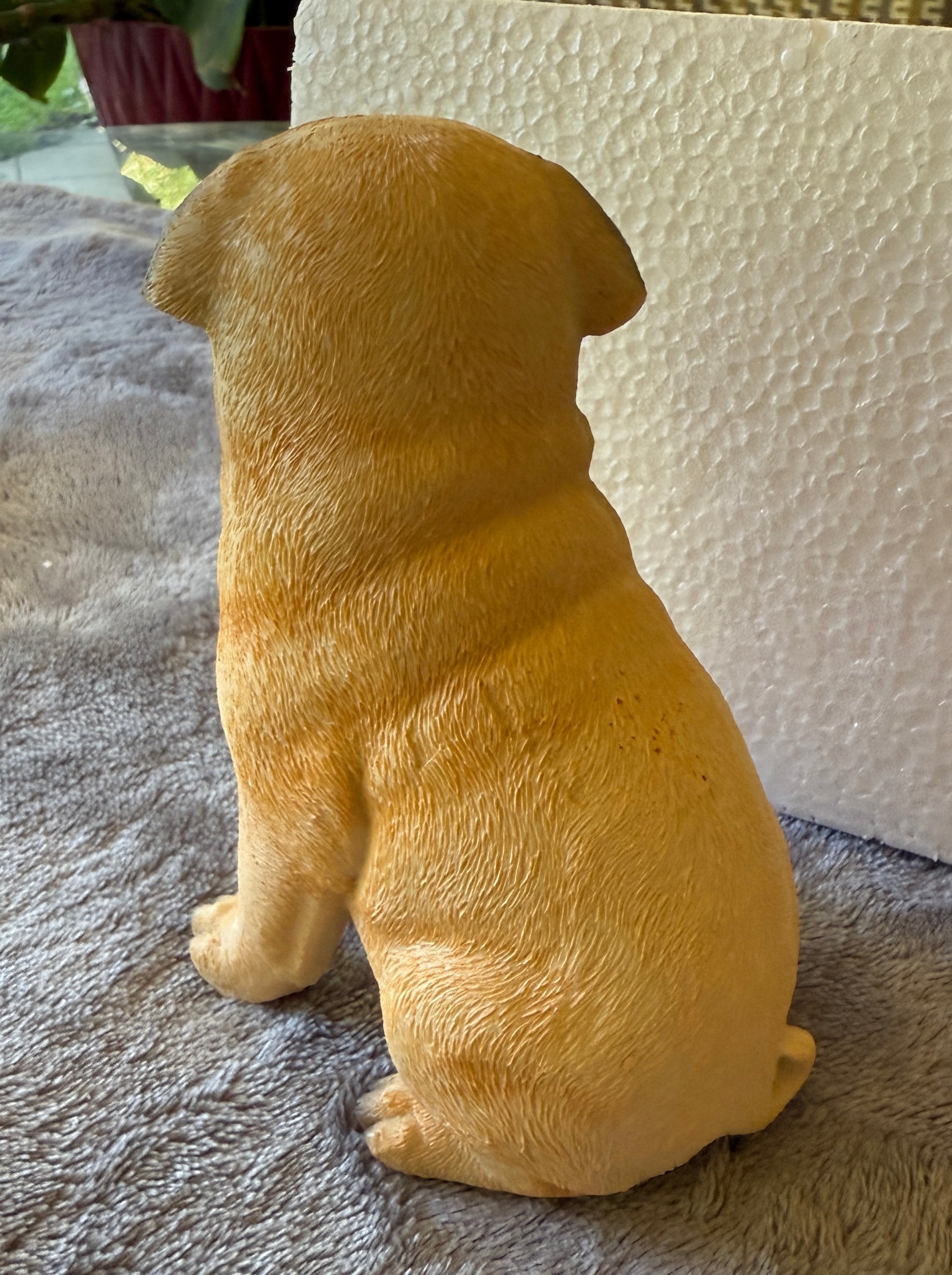 Back view of a Fawn miniature pug  